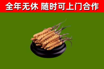 万山区回收散虫草