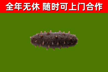 万山区回收海参干
